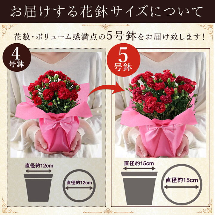楽天市場 まだ間に合う 母の日 花 ギフト プレゼント 鉢植え カーネーション 5号鉢 花鉢 選べる2種類 定番 赤 ピンク 関東送料無料 メッセージカード付き イベントギフトu 22 ｂｕｎｂｕｎ ｂｅｅ