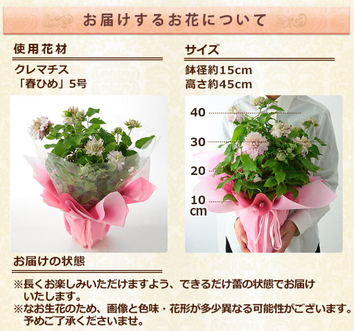 楽天市場 まだ間に合う 母の日 花 ギフト プレゼント 鉢植え クレマチス鉢 春ひめ 5号鉢 花鉢 クレマチス 春姫 八重咲 送料無料 メッセージカード付き イベントギフト 22 bunbun bee 楽天市場 まだ間に合う 母の日 花 ギフト プレゼント 鉢植え クレマチス鉢 春ひめ 5号鉢 花鉢 クレマチス 春姫 八重咲 送料無料 メッセージカード付き イベントギフト 22 bunbun bee