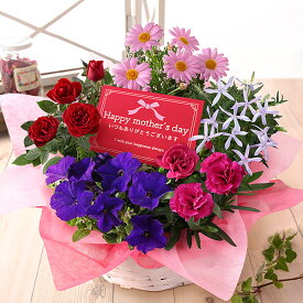 早割実施中！ 母の日 プレゼント ギフト 花 鉢植え カルミア しゃくなげ マダガスカルジャスミン クレマチス ブルーベリー 果樹鉢 鉢花 花鉢 大きい メッセージカード付 ははの日 イベントギフトP 2026 BunBun!Bee