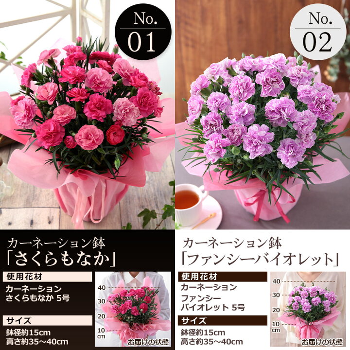 楽天市場 母の日 カーネーション プレゼント 花 鉢植え カーネーション 5号鉢 花鉢 選べる12種類 定番 ギフト 赤 ピンク 特典 ポーチ マスクケース 関東送料無料 おまけ付き メッセージカード付き イベントギフトf 22 ｂｕｎｂｕｎ ｂｅｅ
