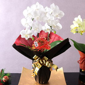 【指定日受付中！】正月飾り 2026 迎春 正月 花 ミディ胡蝶蘭 2本立ち 14輪以上（つぼみ込） ギフト プレゼント 鉢植え 送料無料 メッセージカード付き イベントギフト