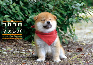 RR}Vo 2026N J_[ CL26-0381 Jir  킢 CeA Vv  v[gv`Mtgɂ