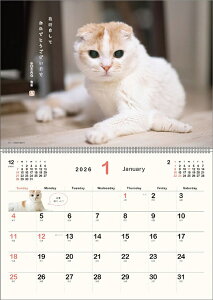 |bP 2026N J_[ CL26-0392 Jir  킢 CeA Vv  v[gv`Mtgɂ