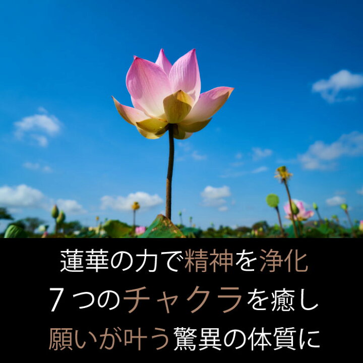 楽天市場 開運 厄除け 蓮 ハス 蓮華 ロータス お守り アクセサリー ネックレス 魔除け 健康 幸せ 幸運 愛 金運 運気 アップ おしゃれ シンプル かわいい プレゼント ギフト Care Design 楽天市場店