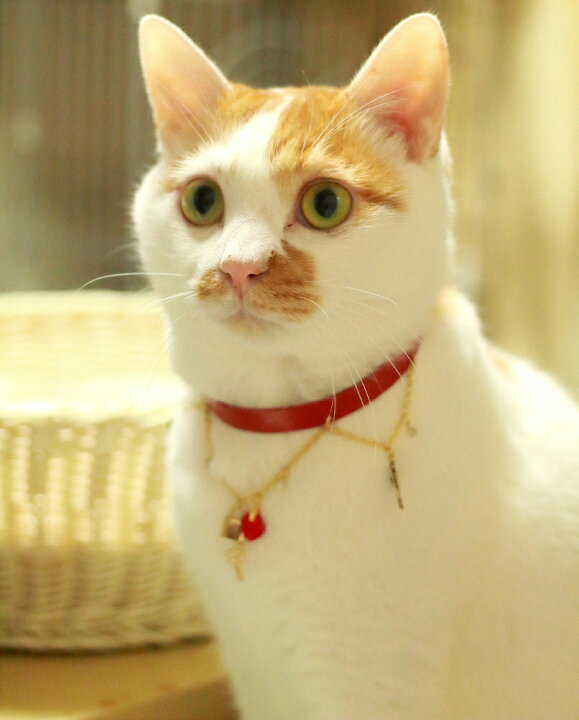 楽天市場 送料無料 猫ちゃん用オシャレ首輪 猫用ネックレス 猫グッズ かわいい 雑貨 猫 好き な 人 プレゼント ギフト オシャレ 猫 誕生日 ねこ レディース 猫好き ネコ グッズ 赤 女性 代 30代 40代 猫好き猫グッズの店 キャットノワ 楽天市場 送料無料 猫ちゃん用オシャレ首輪 猫用ネックレス 猫グッズ かわいい 雑貨 猫 好き な 人 プレゼント ギフト オシャレ 猫 誕生日 ねこ レディース 猫好き ネコ グッズ 赤 女性 代 30代 40代 猫好き猫グッズの店 キャットノワ