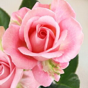 ~joy֌nzsNECtBjeBi4j ~joc lG炫 oc Ԓd  o KN ~jo  K[fjO o A (́F_[NsNECtBjeB)