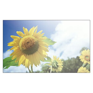 Ђ܂@TL[J[h@bZ[WJ[h@~j@O[eBOJ[h@Ӂ@ՂJ[h@肪ƂJ[h@߂łƂJ[h@hTCY@fUC@ 100pbN@菑@