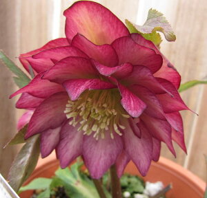 ~ṼNX}X[Y@GKX V[h@3c@d炫@(bhnoCJ[)