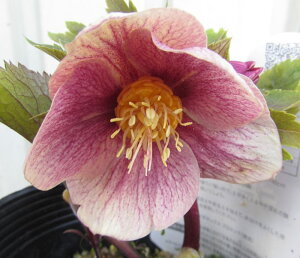 ~ṼNX}X[Y@v~Xg@5A@d炫@iS[h/I[A^sN/p[vnjiJ03-6j