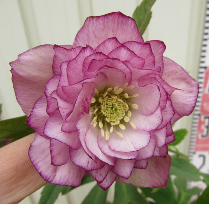 楽天市場 現品 クリスマスローズ フェチダス フェチヅス 6号鉢植え P05 撮影日 3月11日 千草園芸 楽天市場 現品 クリスマスローズ フェチダス フェチヅス 6号鉢植え P05 撮影日 3月11日 千草園芸