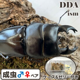 インドネシア便/天然個体【DDA】中/短歯 アルキデスヒラタ 成虫 WD♂70〜極太89mmUP ペア プレゼント付き dda クワガタ 生体