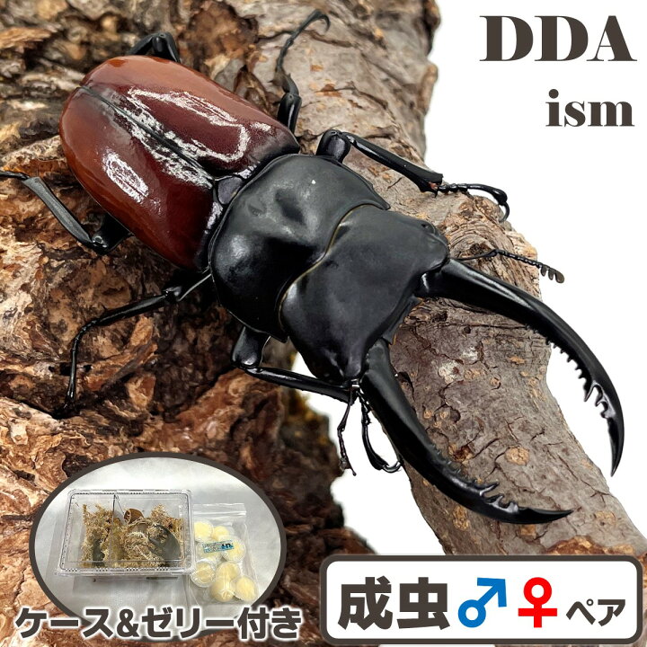 楽天市場】最大亜種【DDA】アローコクワ (リエン) 成虫 ♂45～70mmUP 