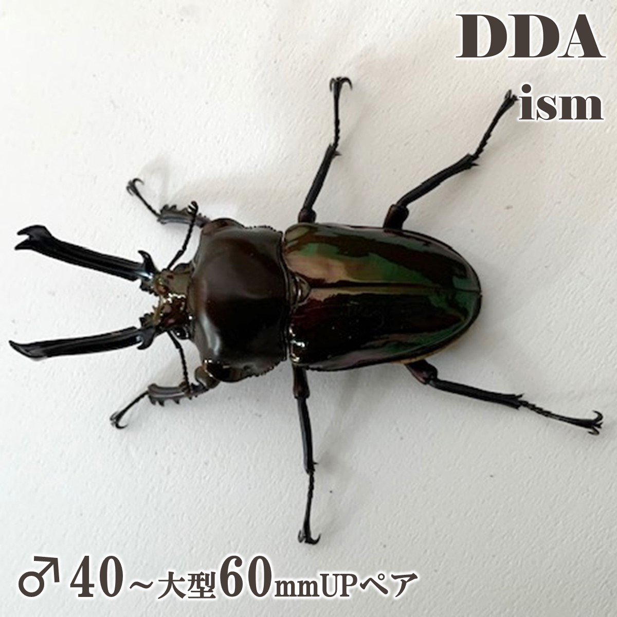 楽天市場】【DDA】ブラック ニジイロクワガタ 成虫 ♂40〜大型60mmUP