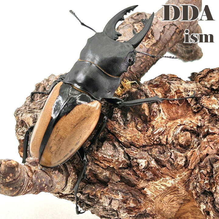 楽天市場】【DDA】ブルマイスターツヤクワガタ 幼虫 3頭セット dda 
