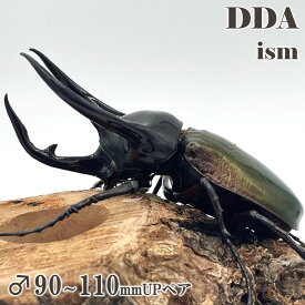 【DDA】コーカサスオオカブト ジャワ島 WD♂90～110mmUP ペア プレゼント付き dda カブトムシ 生体