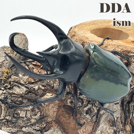 【DDA】コーカサスオオカブト スマトラ島 幼虫3頭セット dda カブトムシ 生体