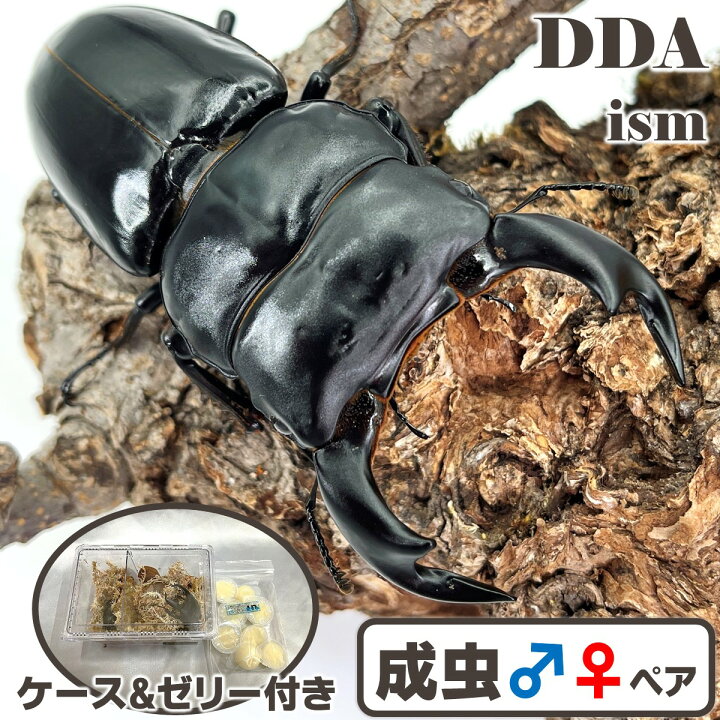 楽天市場】【DDA】インドアンタエウス(ガントク産) 成虫 ♂65～特大 