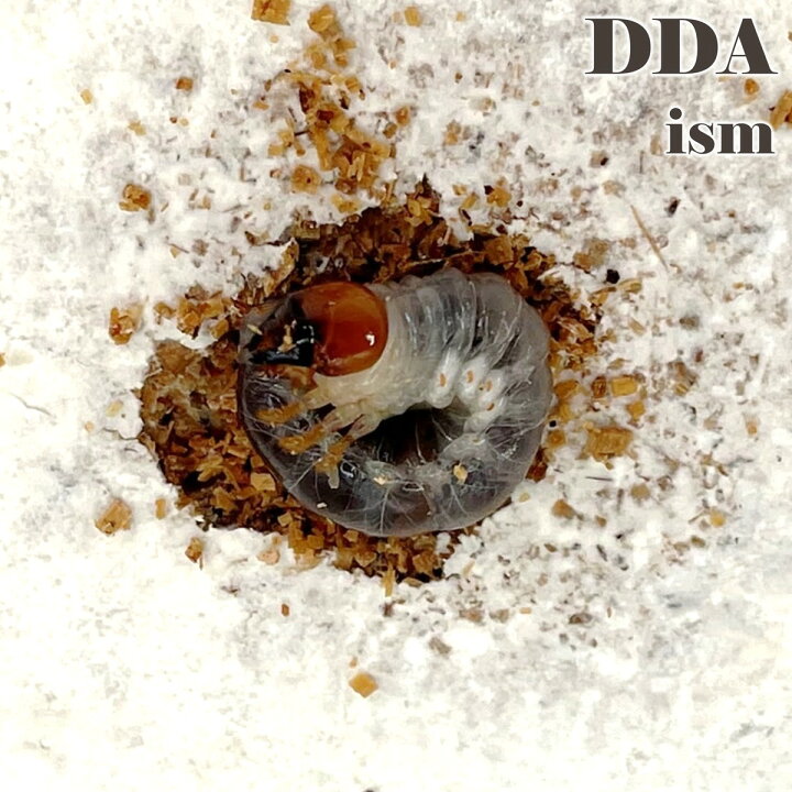 楽天市場】【DDA】赤眼 インドアンタエウス 幼虫 3匹セット 菌糸カップ 