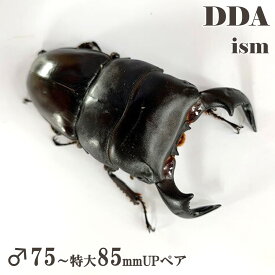 【DDA】飼育品 ダイオウヒラタ 成虫 ♂75〜特大85mmUP ペア プレゼント付き dda クワガタ 生体