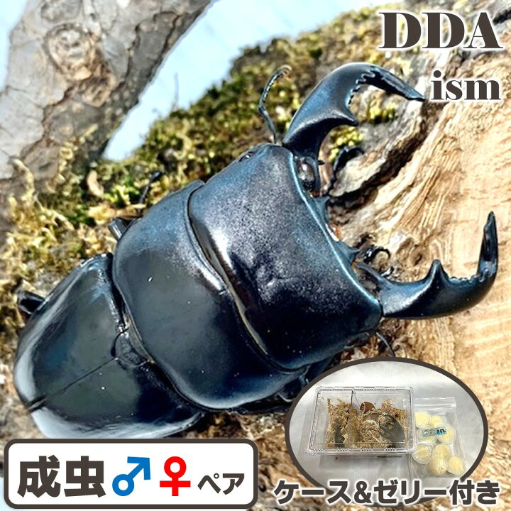 楽天市場】インドネシア便/天然個体【DDA】天然ダイオウヒラタ 成虫 