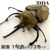 楽天市場】ラミレスゾウカブトの通販