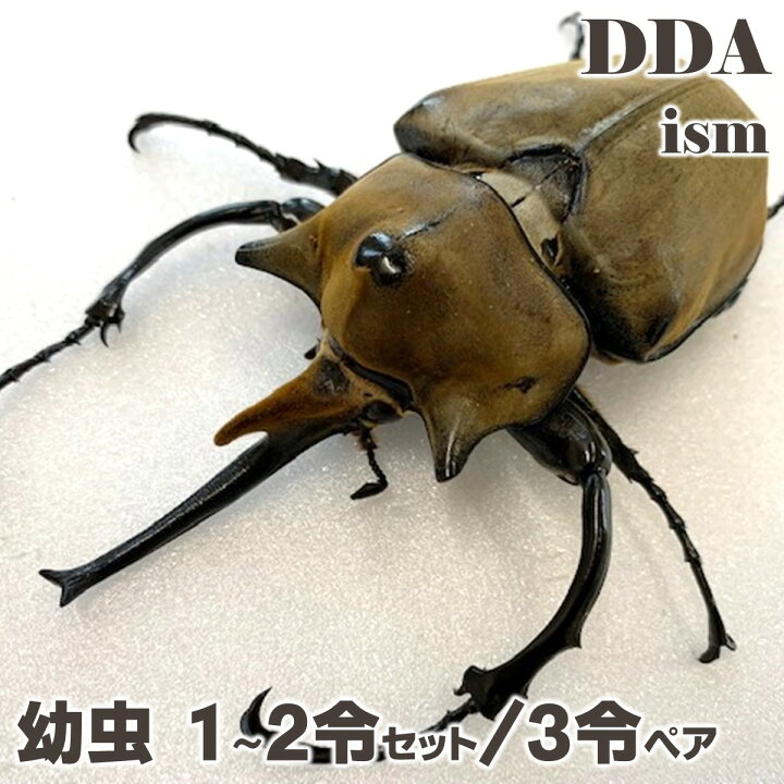 楽天市場】重量級/美麗【DDA】エレファスゾウカブト 幼虫 1～2令セット 