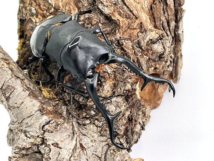楽天市場】世界最大のクワガタ【DDA】ギラファノコギリクワガタ 成虫 