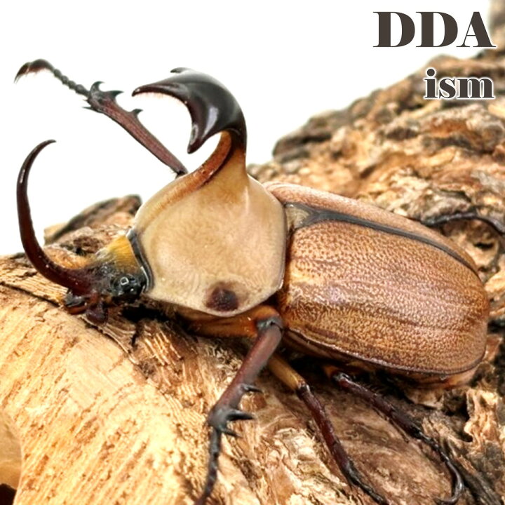 楽天市場】【DDA】ゴロファ・クラビゲール 成虫MLサイズ ペア 