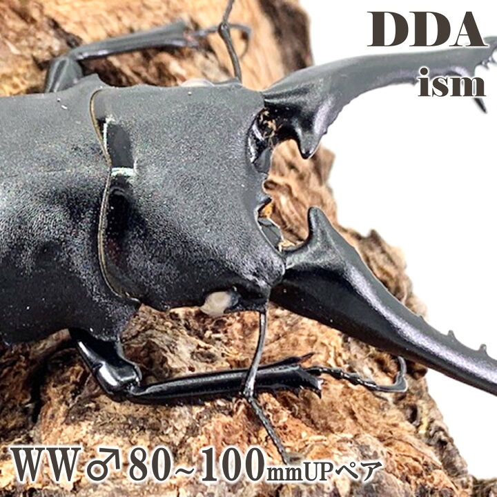 楽天市場】世界最大のクワガタ【DDA】白眼！ WWギラファ 