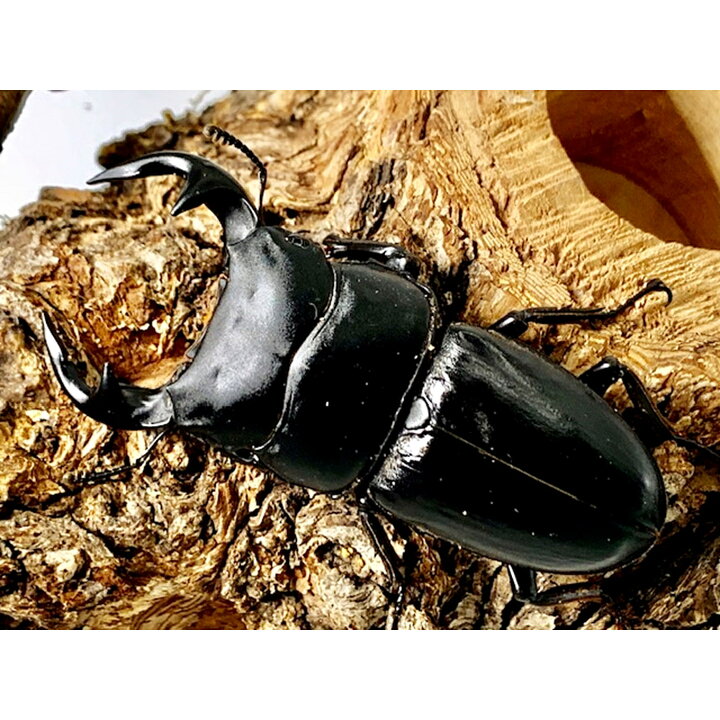 楽天市場】【DDA】ラオスグランディス オオクワガタ 成虫 ♂40〜特大 