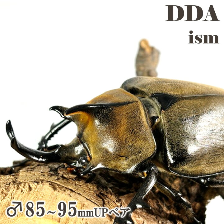 楽天市場】美麗/希少種【DDA】ギアスゾウカブト(ルンバッシャー) 成虫 