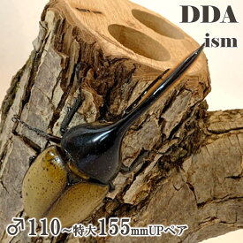 【DDA】ヘラクレスオオカブト 成虫 ♂110〜特大155mmUP ペア プレゼント付き dda カブトムシ 生体