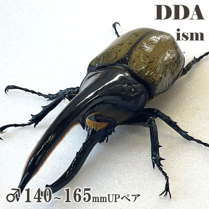 楽天市場】【DDA】大型血統 G-FOX ヘラクレスオオカブト 成虫 ♂140 