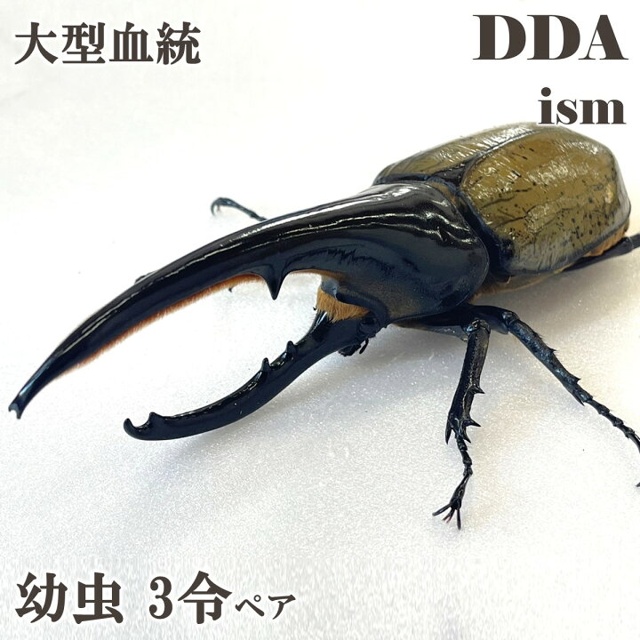 楽天市場】【DDA】大型血統 G-FOX180mm系 ヘラクレスオオカブト 幼虫 3 