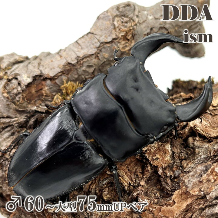 楽天市場】極太血統！【DDA】 中国ホペイ オオクワガタ 成虫 ♂60 