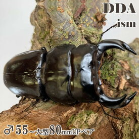 【DDA】インドアンタエウス(アルナーチャル) 成虫 ♂55〜大型80mmUP ペア プレゼント付き dda クワガタ 生体