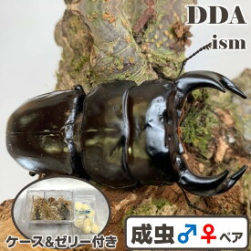 【DDA】インドアンタエウス(アルナーチャル) 成虫 ♂55〜大型80mmUP ペア プレゼント付き dda クワガタ 生体