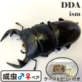 【DDA】インドグランディス成虫 ♂40〜特大85mm ペア (マニプール/ミゾラム) プレゼント付き dda クワガタ 生体