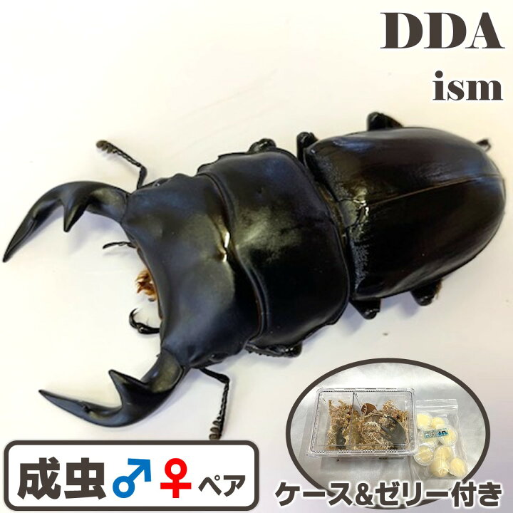 楽天市場】【DDA】インドグランディス成虫 ♂40〜特大85mm ペア 
