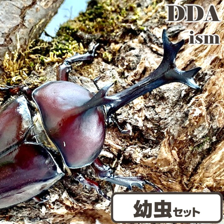 楽天市場】【DDA】天然 国産カブトムシ 3令 幼虫 10/50/100匹 セット 