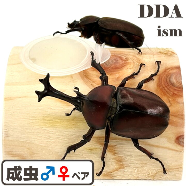 楽天市場】飼育物！早出し【DDA】国産カブトムシ 成虫 ペア 大型♂L 