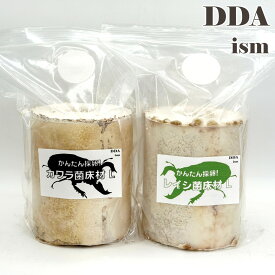 タランドゥスオオツヤ 1♀54個採卵！【DDA】カワラ菌床材L/レイシ菌床材L (加水,下処理不要) dda クワガタ 産卵木 カワラ材 カワラ菌糸 産卵