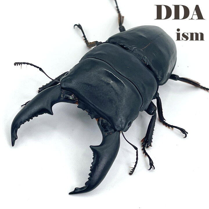 楽天市場】【DDA】K.D.T血統 超特大サイズ ♂108.3-37.0-38.0mm ♀56.5 