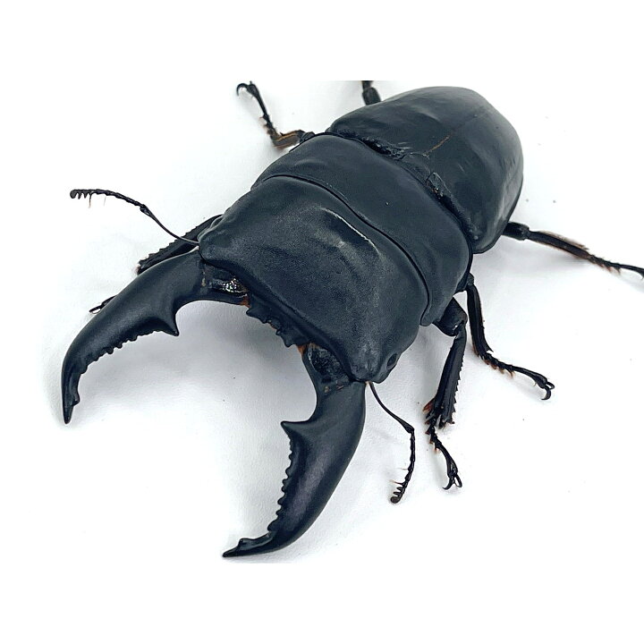 楽天市場】【DDA】K.D.T血統 超特大サイズ ♂108.3-37.0-38.0mm ♀56.5 