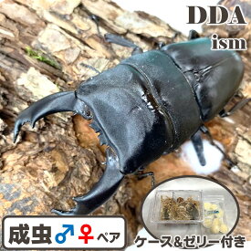 【DDA】大型血統 キングテイオウ ヒラタ 成虫 ♂70〜特大99mmUP ペア プレゼント付き dda クワガタ 生体