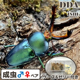 美麗種【DDA】パプアキンイロクワガタ 成虫 ♂MLサイズ ペア プレゼント付き dda クワガタ 生体