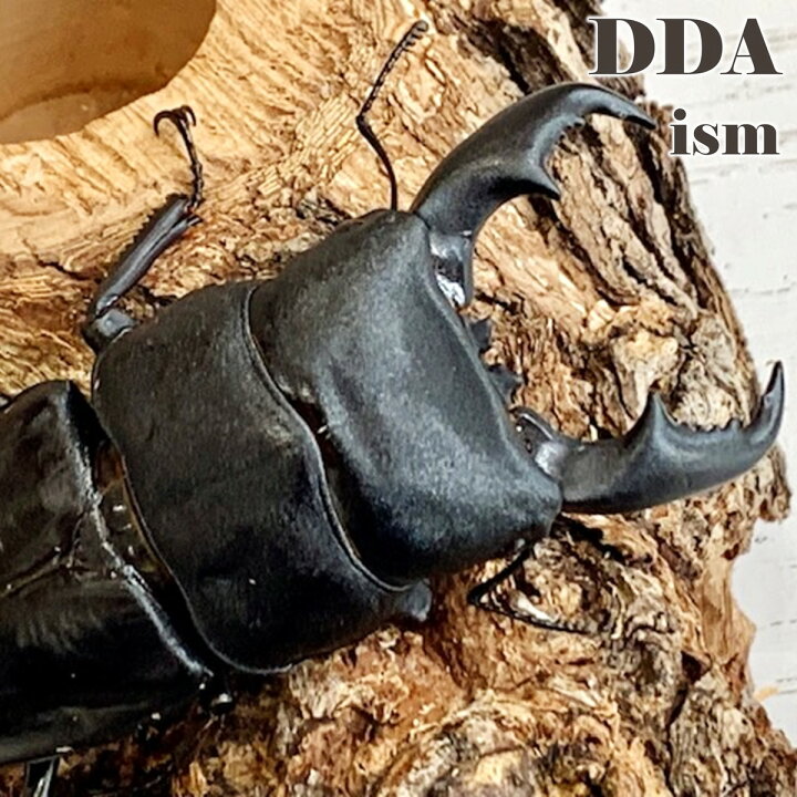楽天市場】【DDA】稀少/トリトン血統 マリンドッケ オオヒラタ 即ブリ 