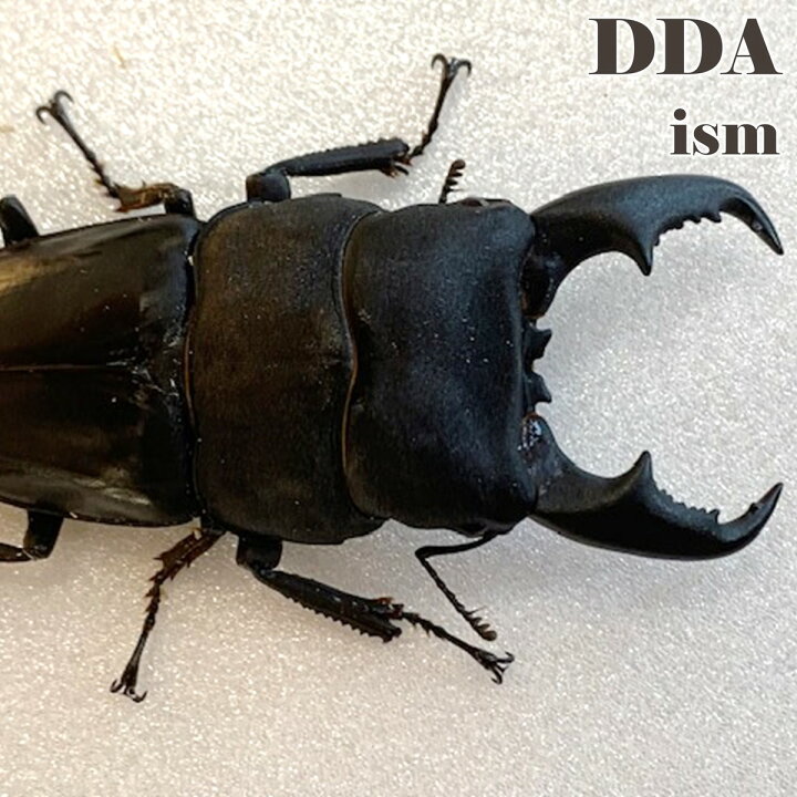 楽天市場】【DDA】稀少/トリトン血統 マリンドッケ オオヒラタ 即ブリ 