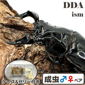 【DDA】タランドゥスオオツヤ 成虫 ♂50〜85mmUP ペア プレゼント付き dda クワガタ 生体