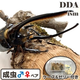 【DDA】ネプチューンオオカブト 成虫 大型♂110〜140mmUP ペア プレゼント付き dda カブトムシ 生体